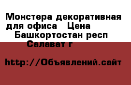 Монстера декоративная для офиса › Цена ­ 5 000 - Башкортостан респ., Салават г.  »    